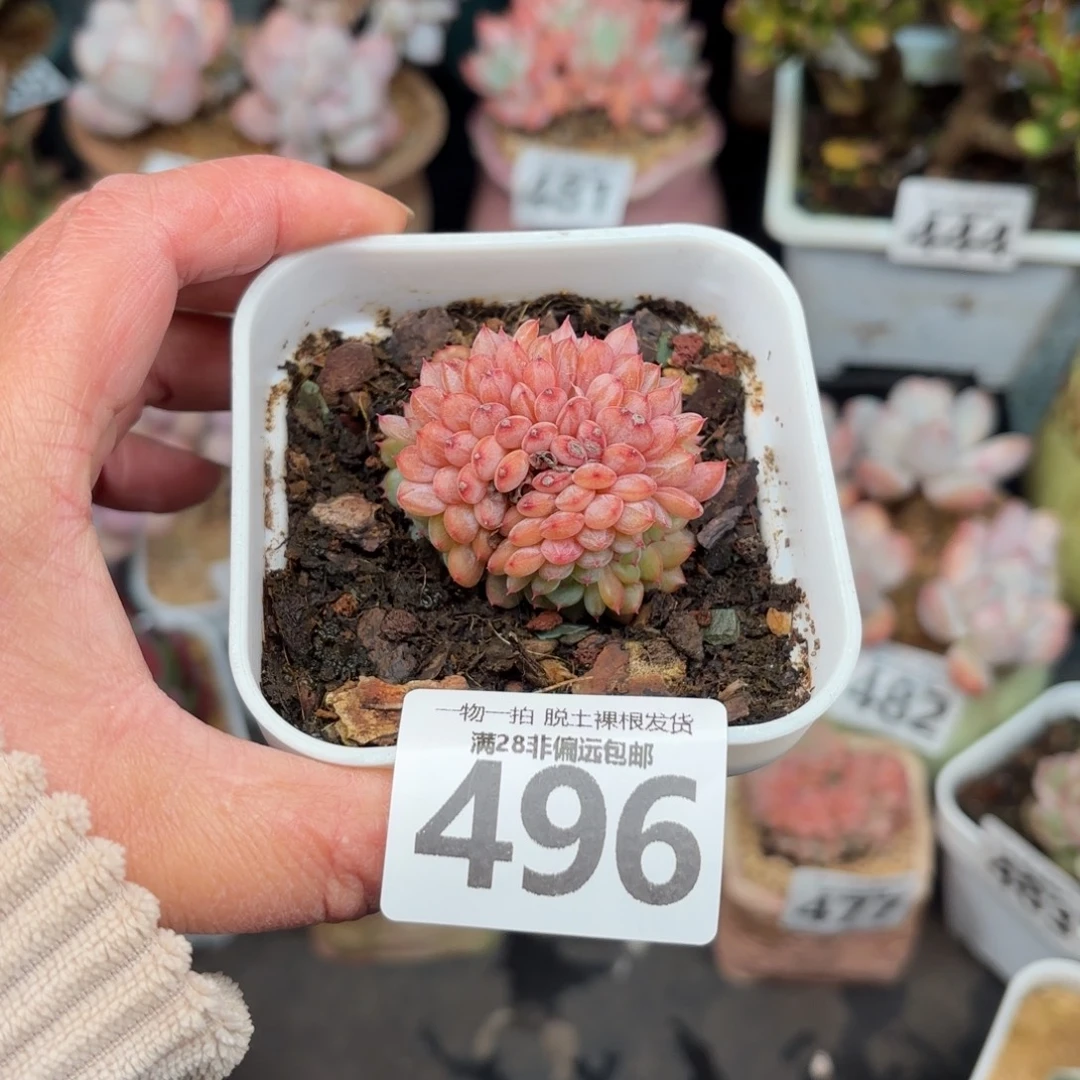 白胖子缀无盆土发货