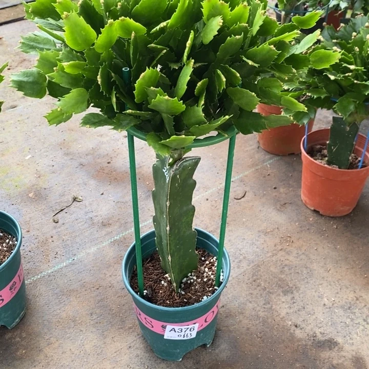 当前无花栽培后可以开花芙*花376嫁接2228