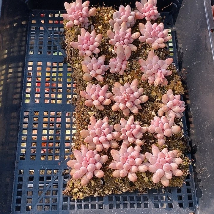 223 多肉植物组合盆栽植物