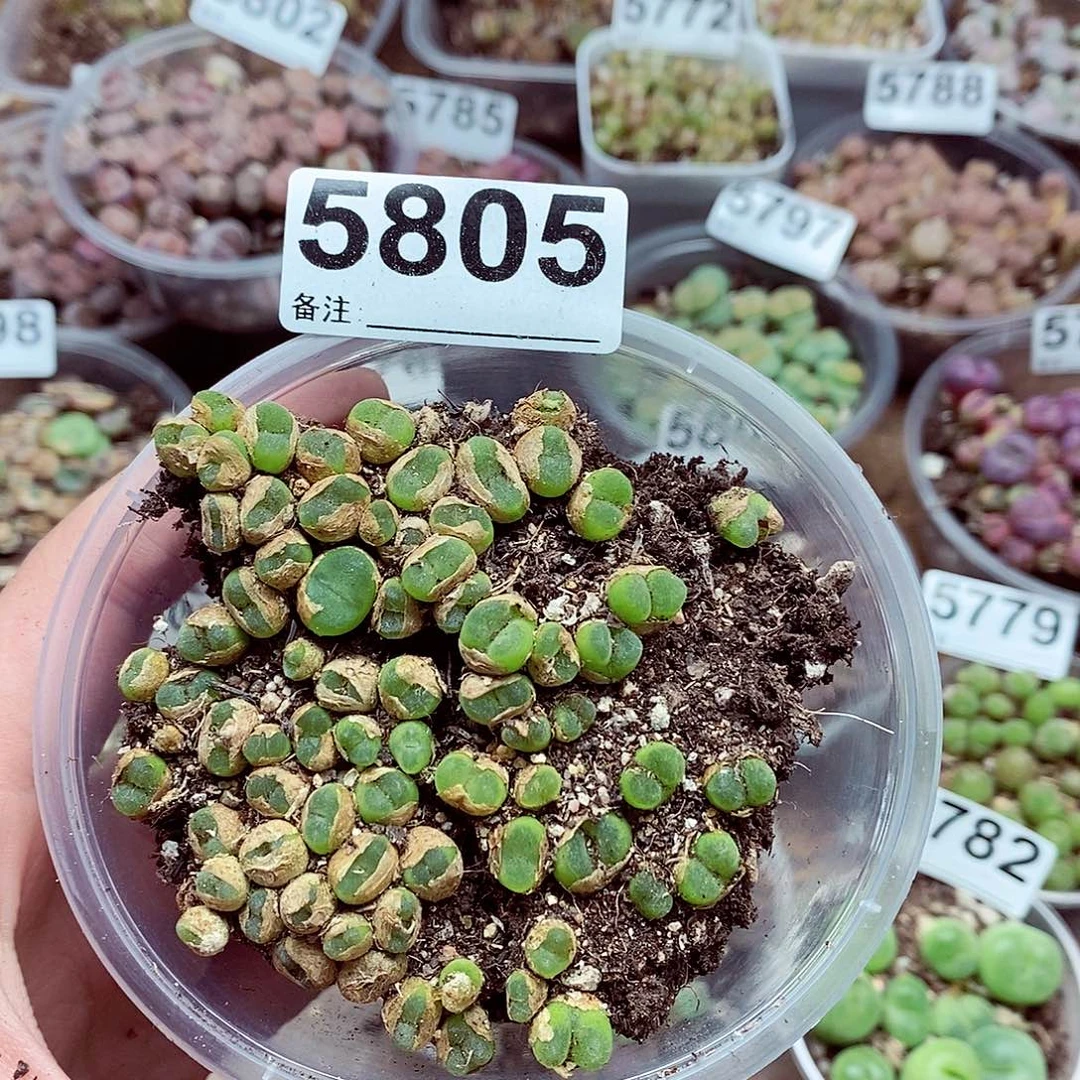 5805水晶鞋啦吧哒
