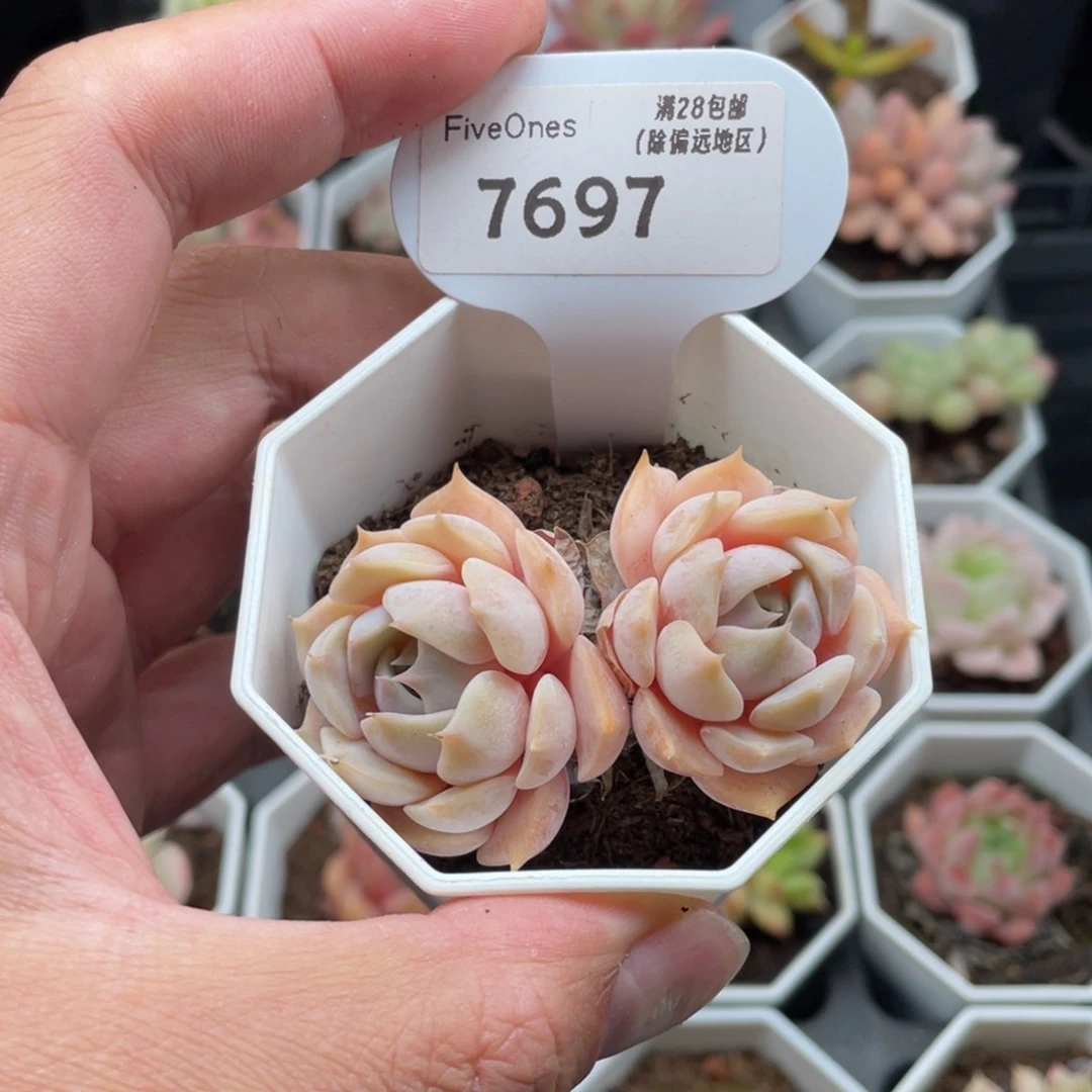 7697露娜莲6厘米