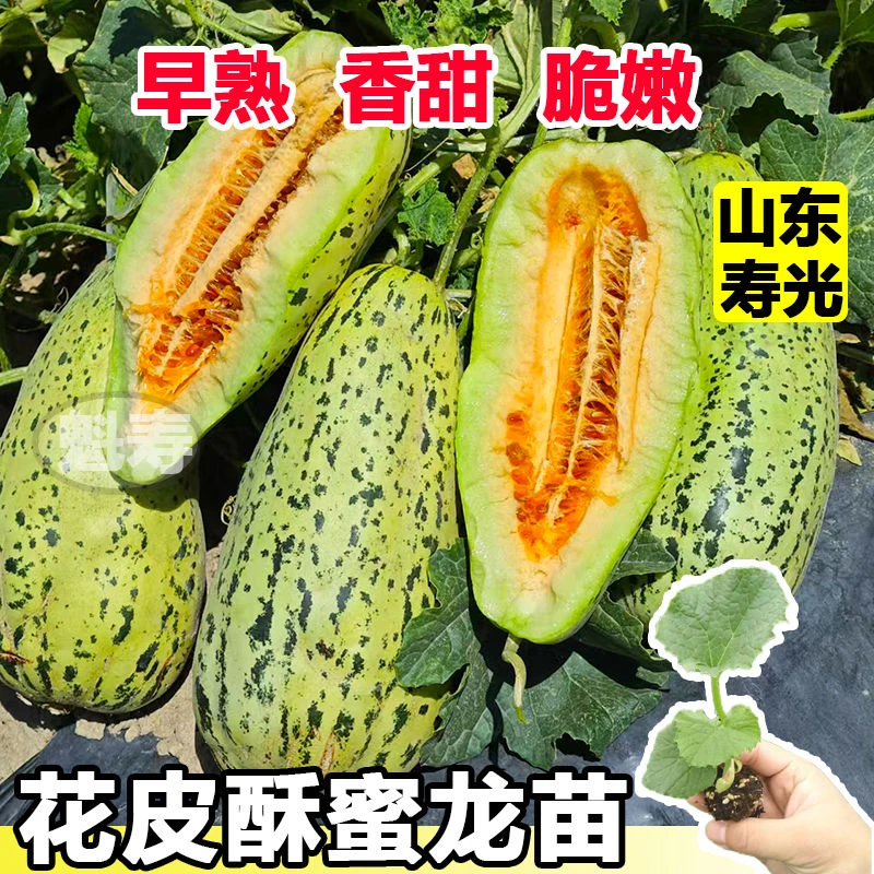 早熟超甜酥蜜龙甜瓜种苗花皮牛角酥脆香甜瓜种籽羊角蜜水果种孑子