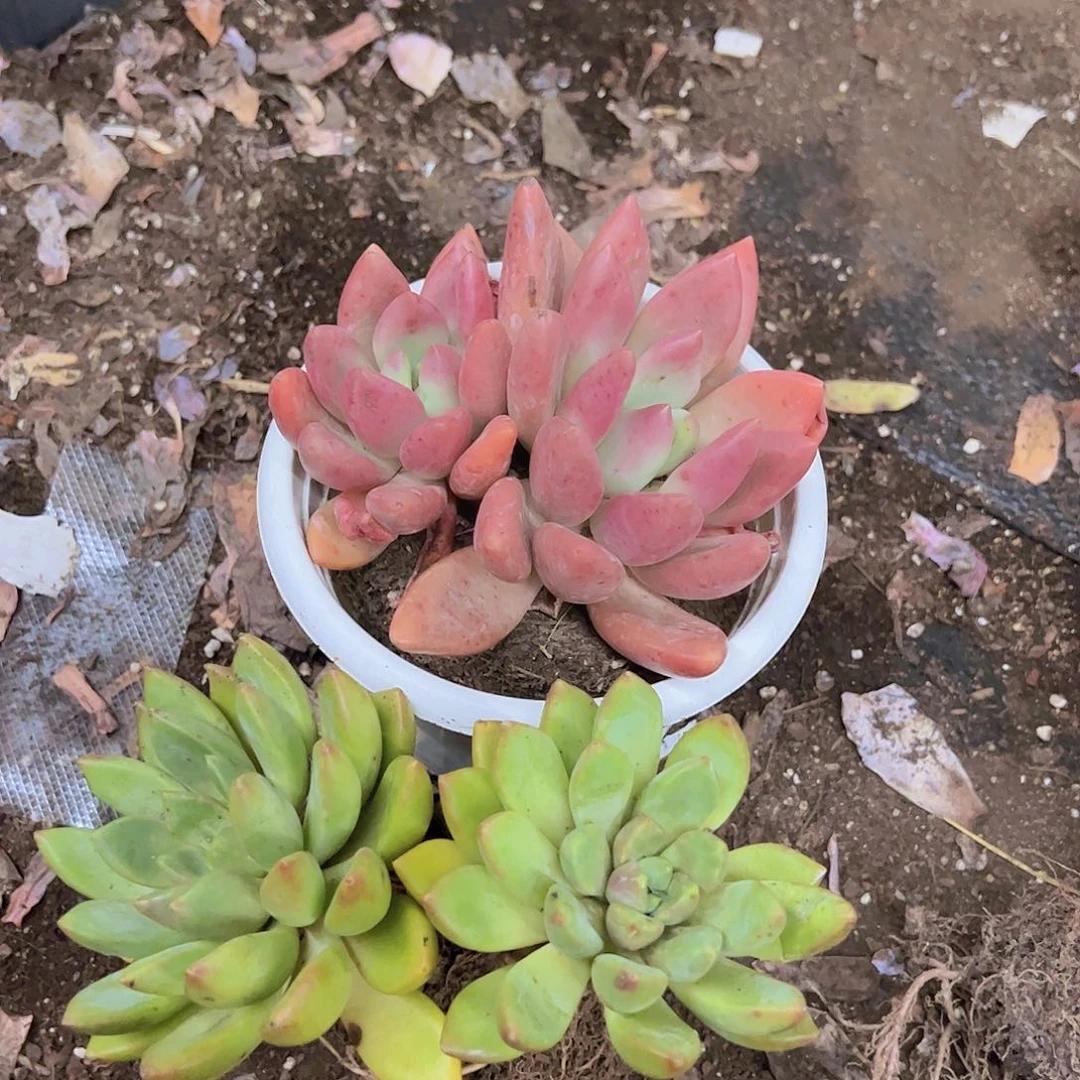 桃花源双头，黄金象牙双头各一