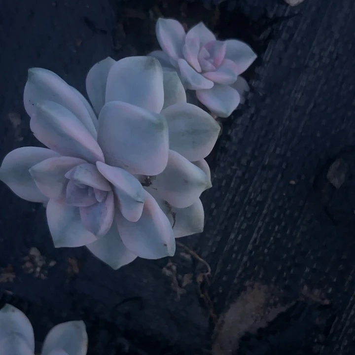 紫了锦双头好好看