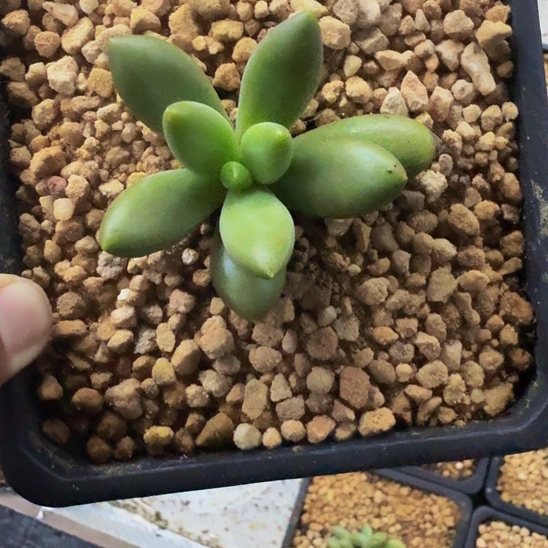 薯条 朵唯菲 一物一拍