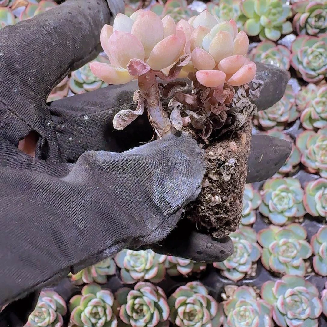 紫光美人两颗一组