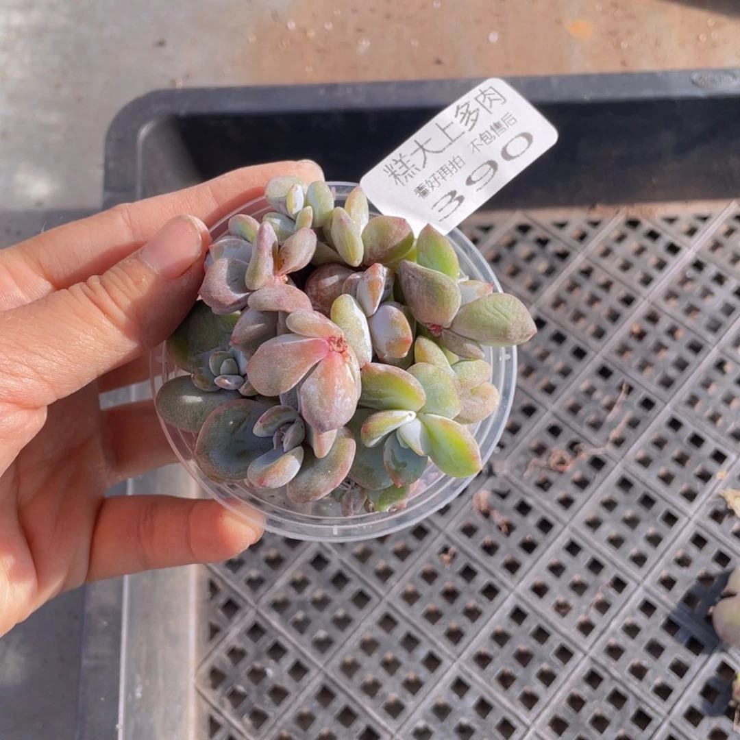 糕大上多肉植物390