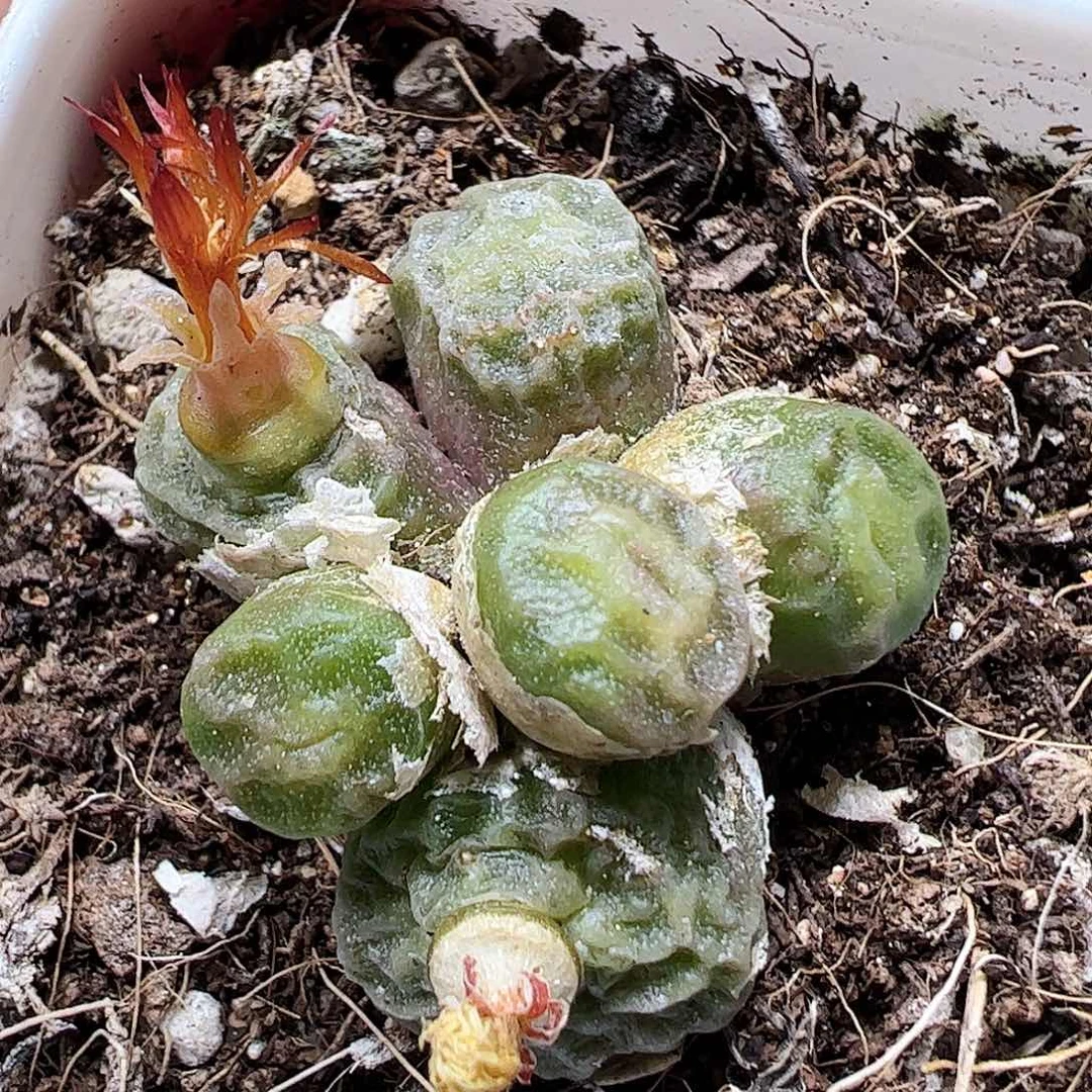 无花朵烧麦带盆发……………………