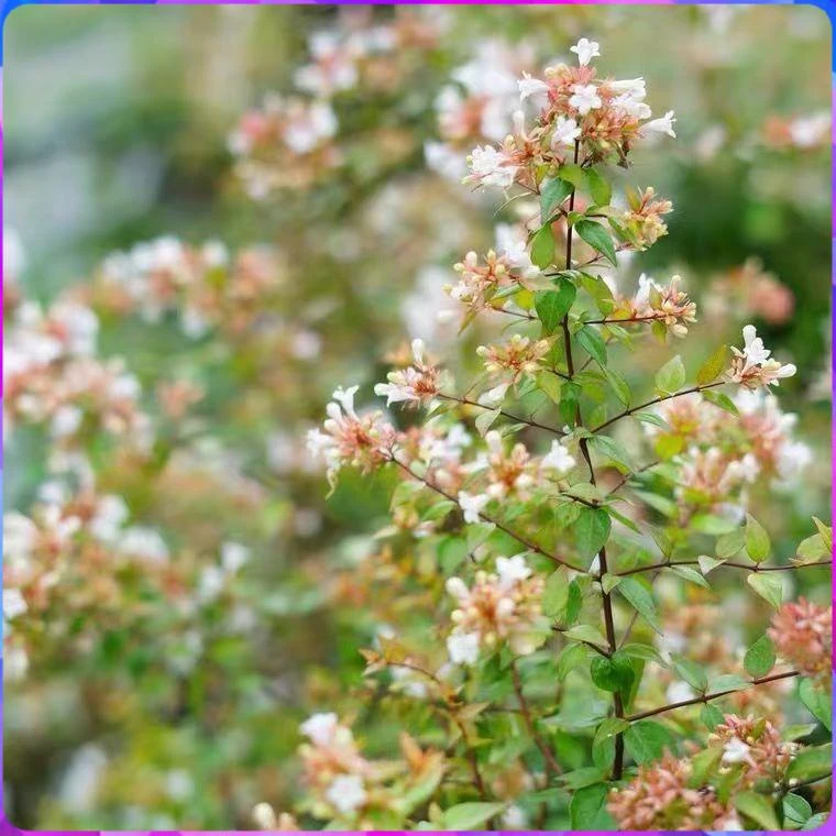 大花六道木耐热耐寒喜阳花园植物可地栽保平安佛系花卉阳台盆栽