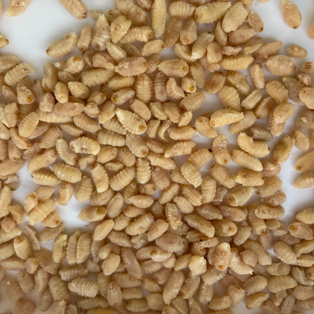 金环虎头蜂 精品新鲜冰冻三级货