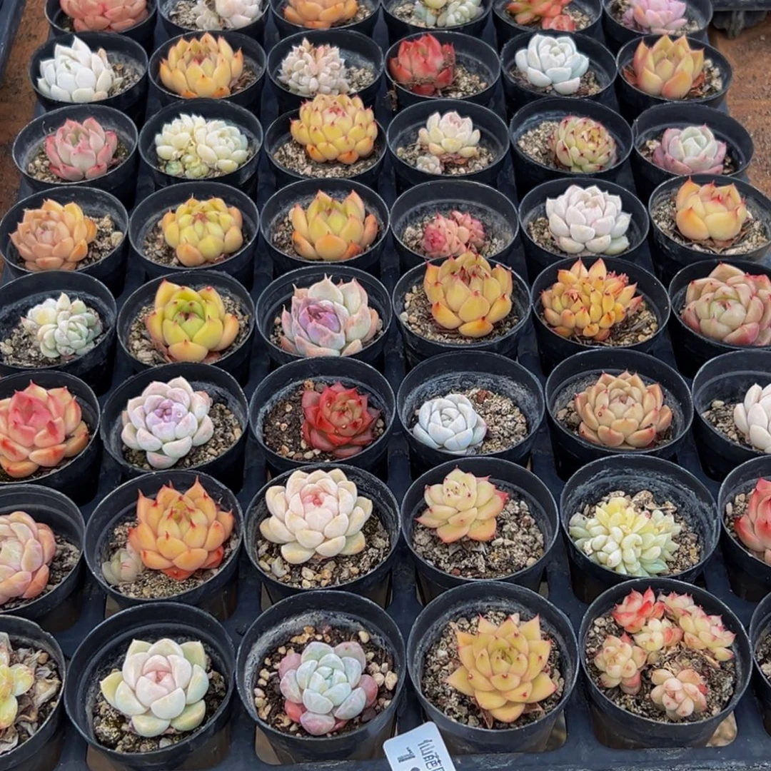 197的最后一天了啊呜呜我