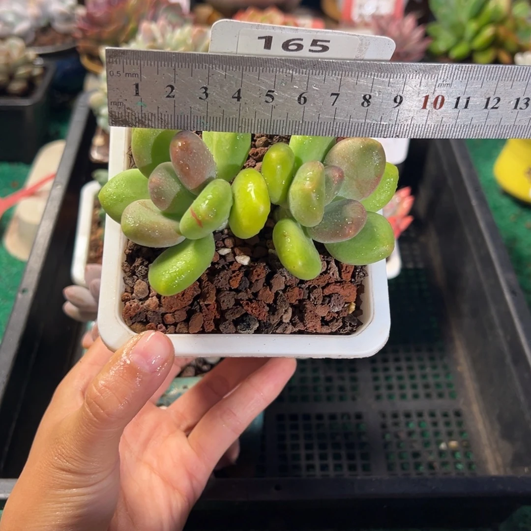 表妹精品多肉植物165.