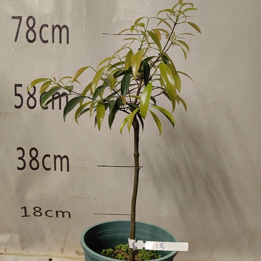 5月25日广西细叶冰糖山竹