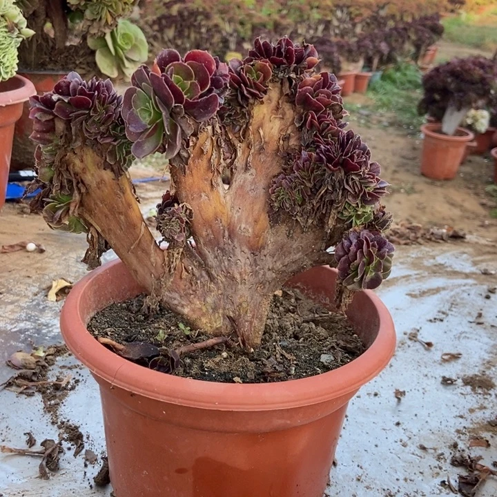 黄***涵400欧紫欧紫欧紫欧紫