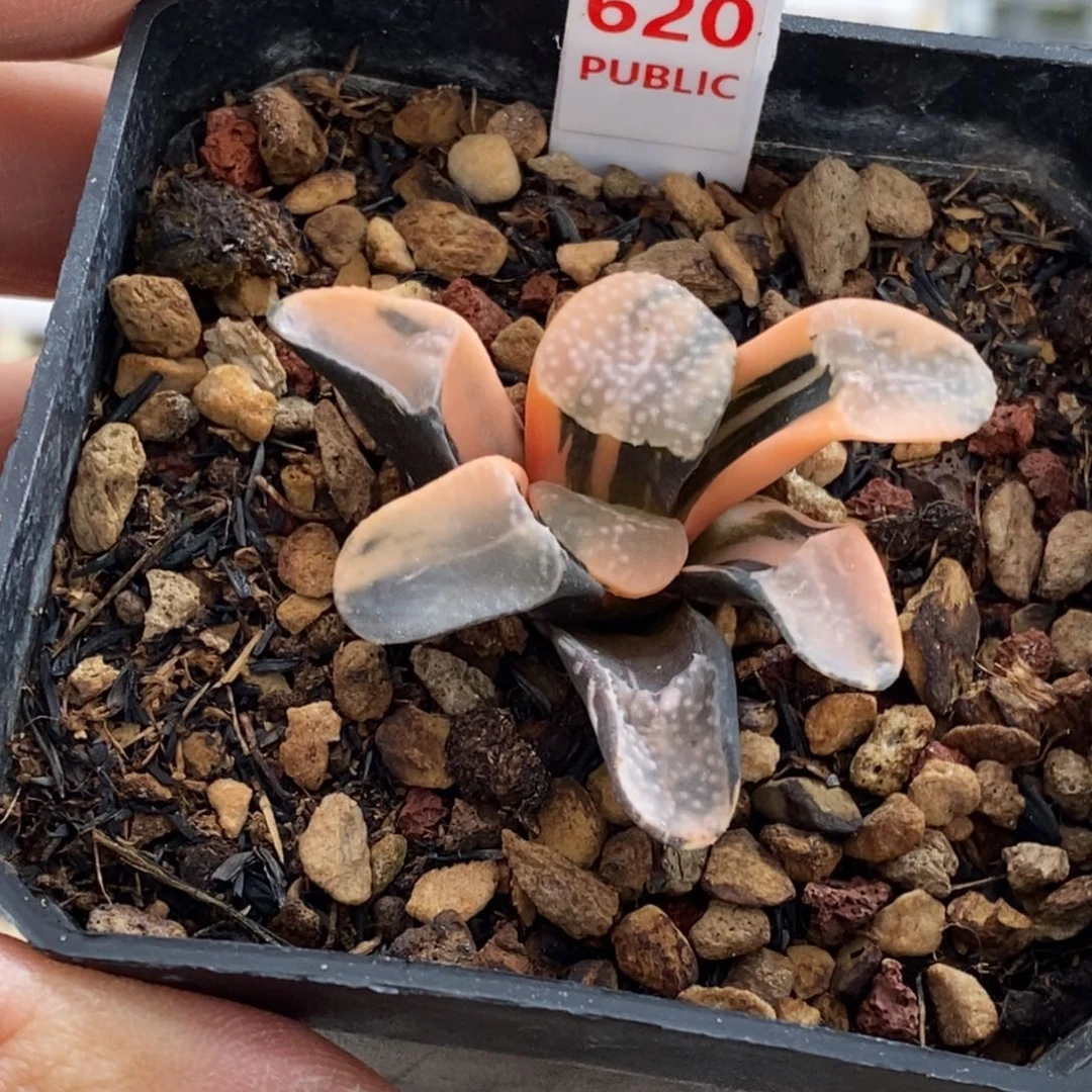 620号点点寿锦多肉植物