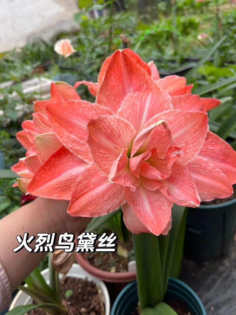 （火烈鸟戴斯）朱顶红自然球包对版重瓣送肥料