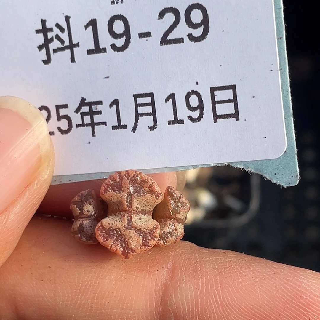 19-29超碟多肉植物