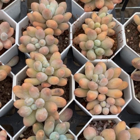 汤圆。