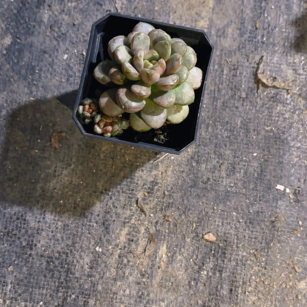 从***始葡萄新疆包邮老桩7.5cm