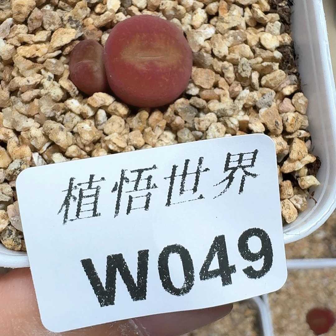 多肉植物的润泽额c