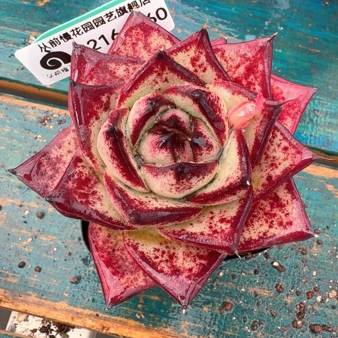 从前慢多肉精选编号0216.160