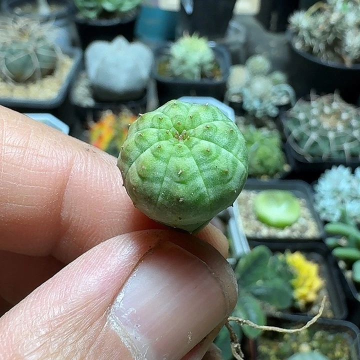 455欧版布纹球脱土发货