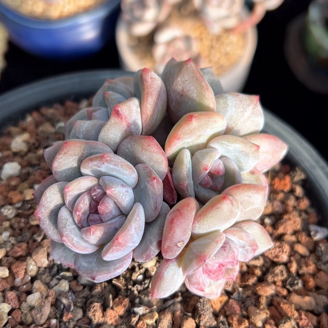 冰*?新年快乐 新年快乐