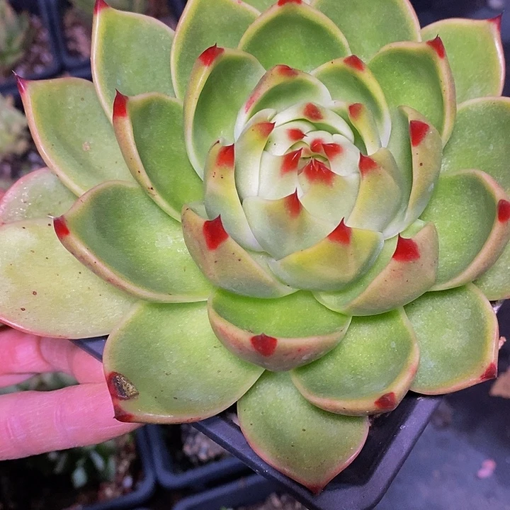 多肉植物保护研究所