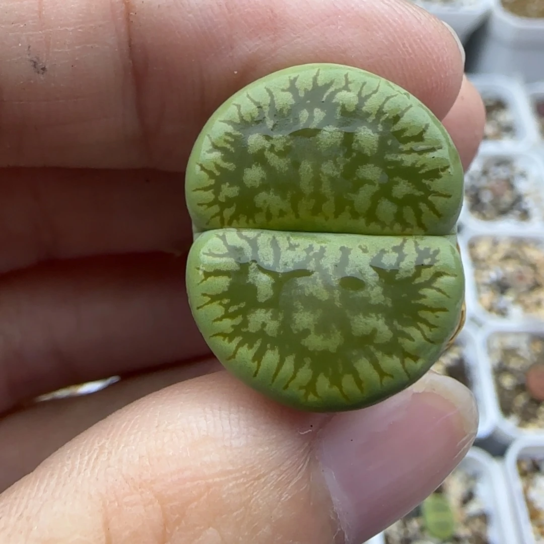 533绿色c54 清框福利30包邮