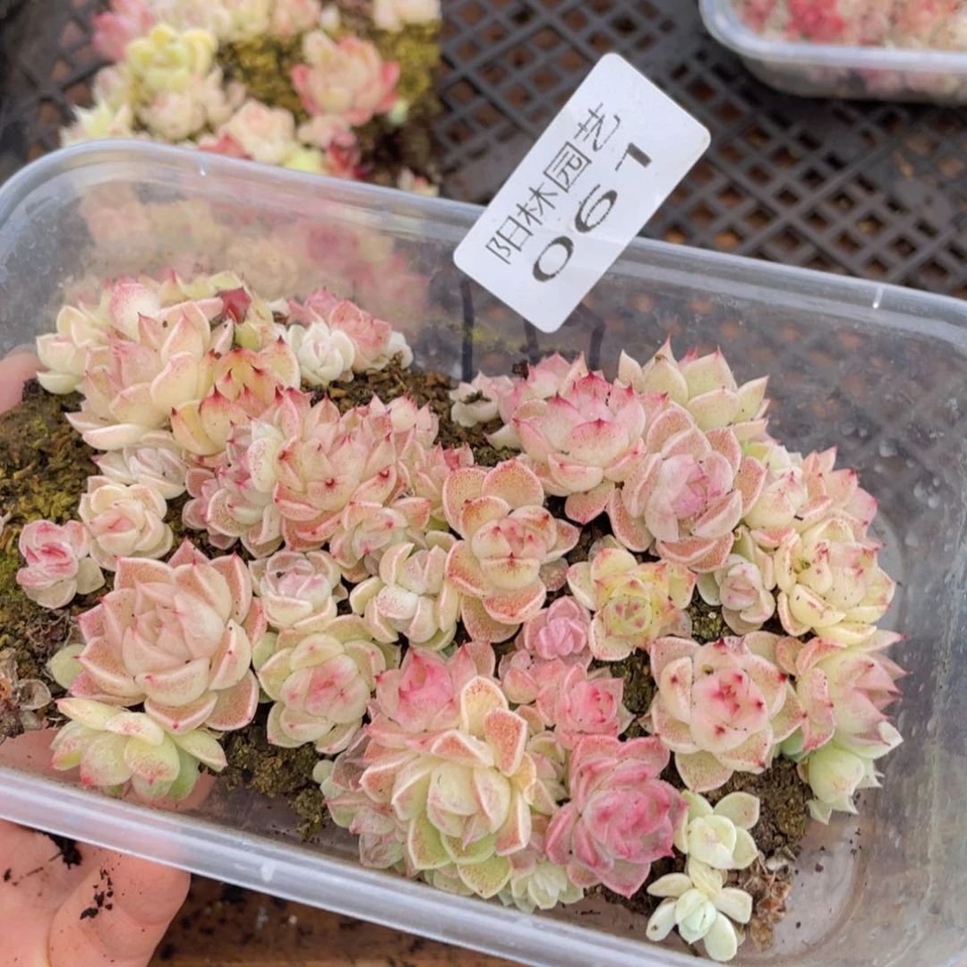 多肉植物多肉植物61