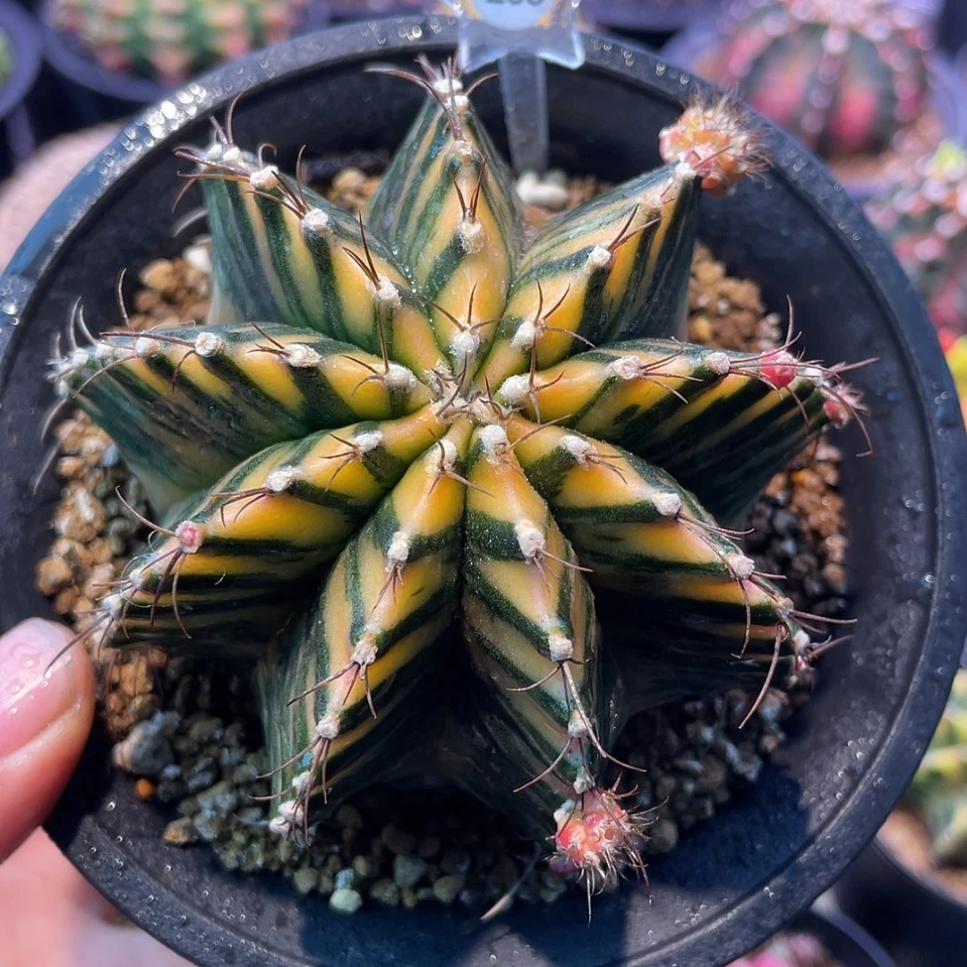 1-203米哈锦8.4厘米