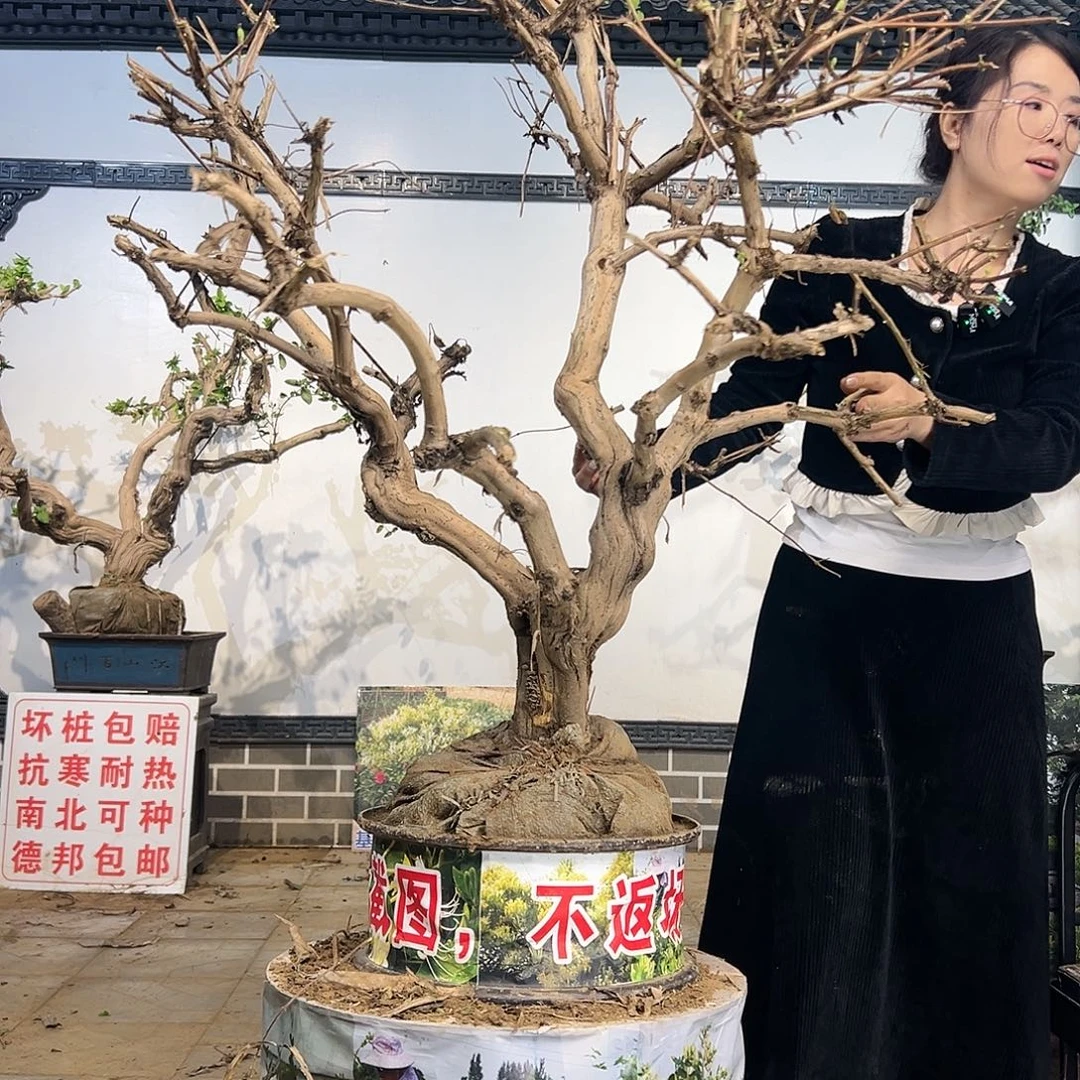 完全开放金银花88888