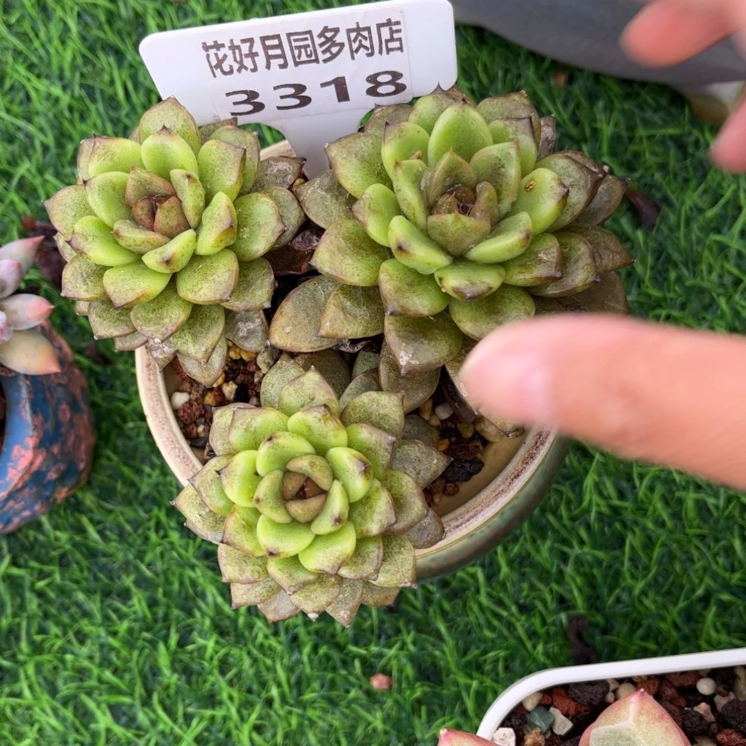 往***生多肉植物3318不带盆
