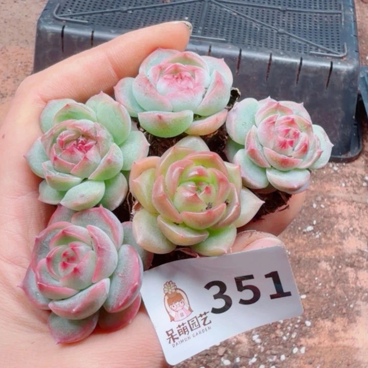 多肉植物多肉植物