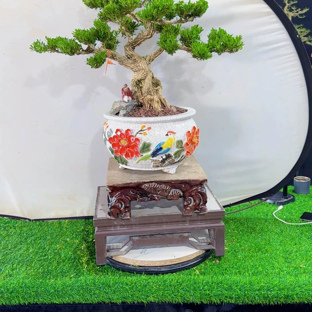 当前无花朵，栽培后可花朵