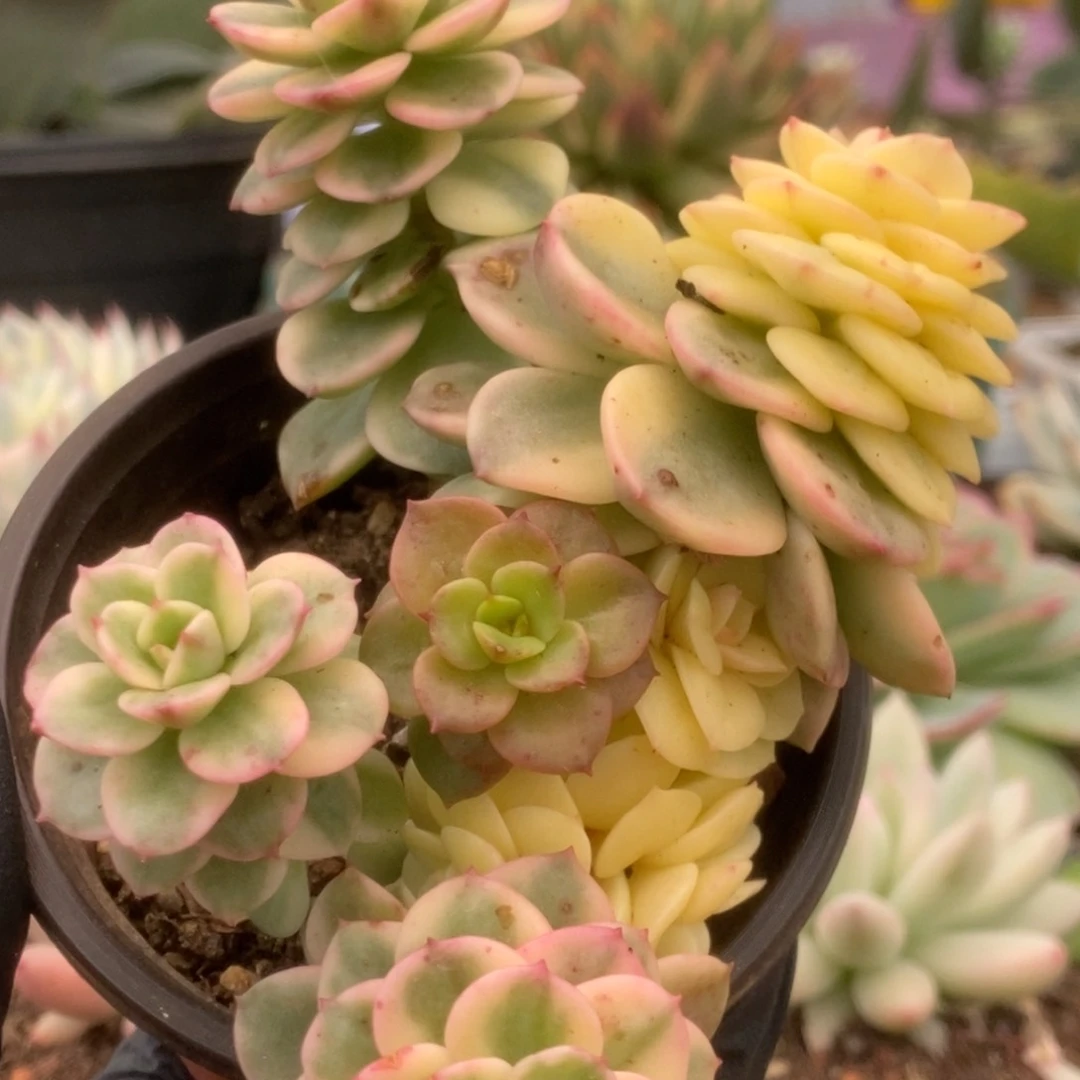 296蜡牡丹锦锦锦锦锦锦