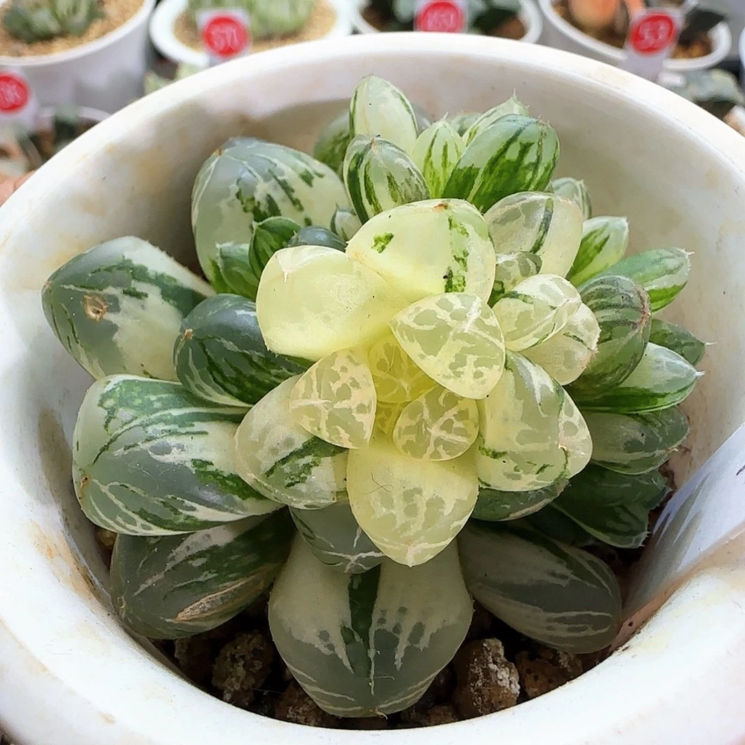 51号塑料皮玉露锦底座带苗一物一拍带盆土