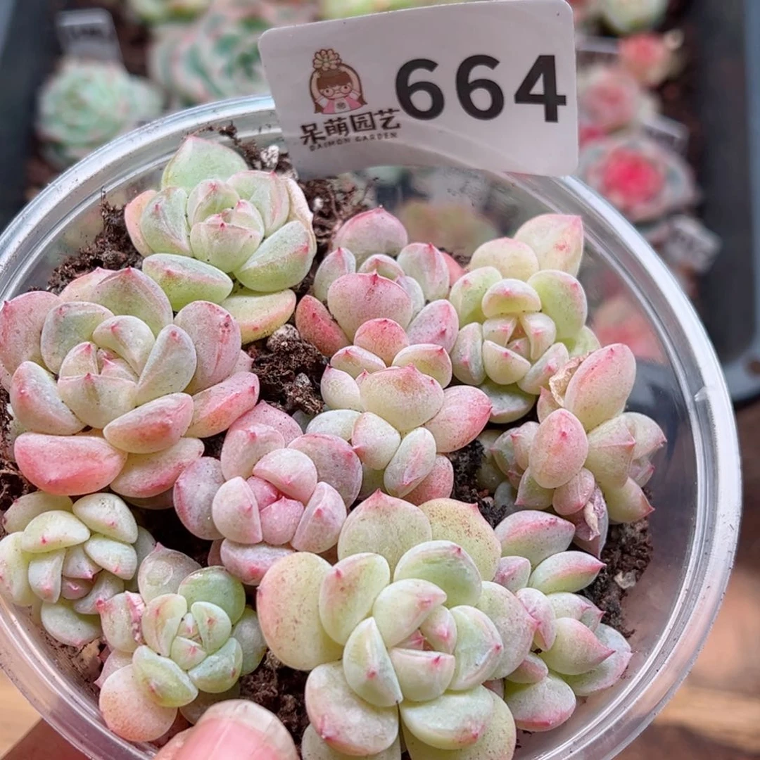 多肉植物多肉植物
