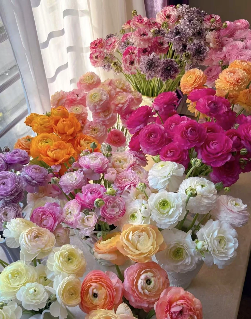 【英英鲜花】 洋牡丹鲜花 云南鲜花顺丰包邮