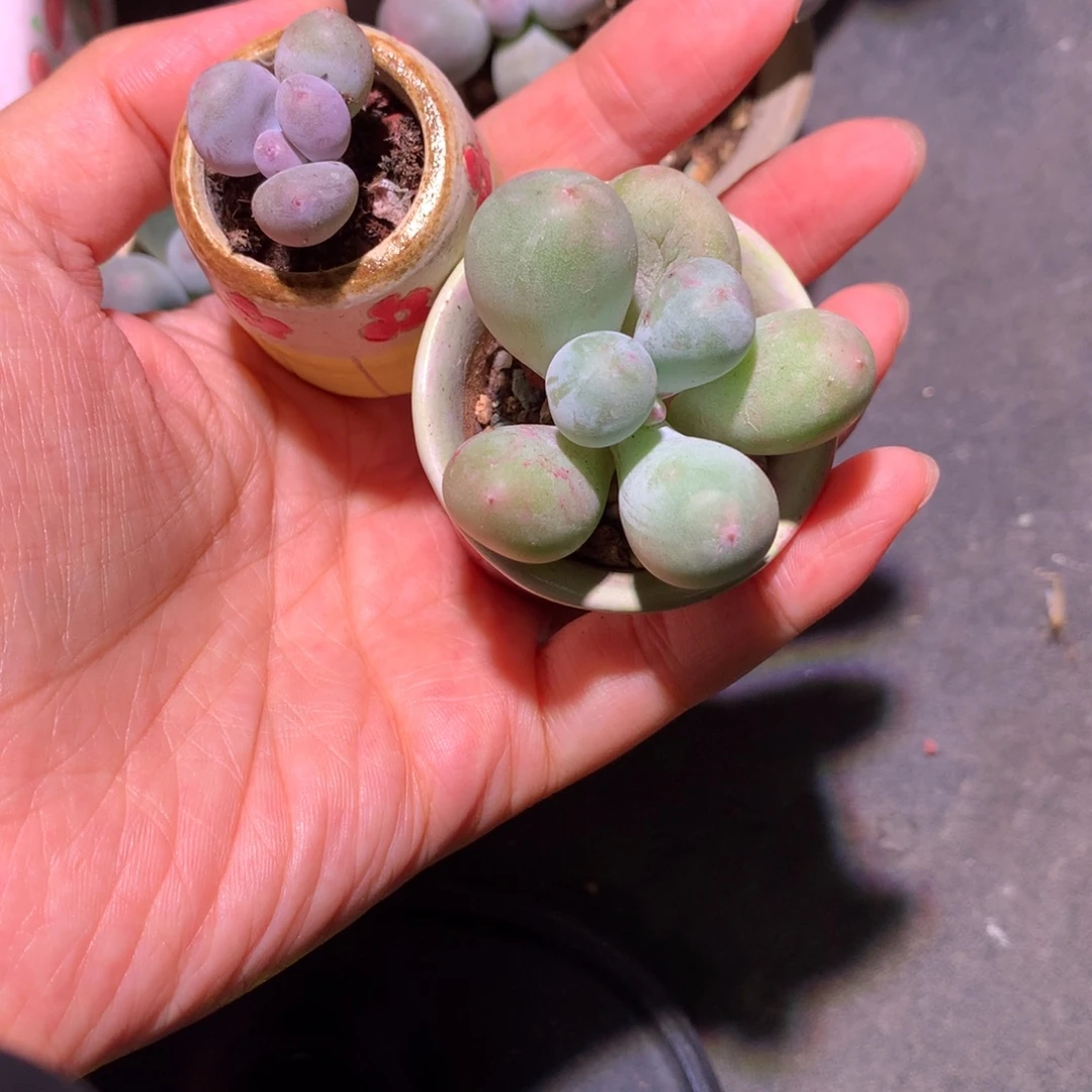 糯***子米可奶酪 黄金鸡蛋奶酪