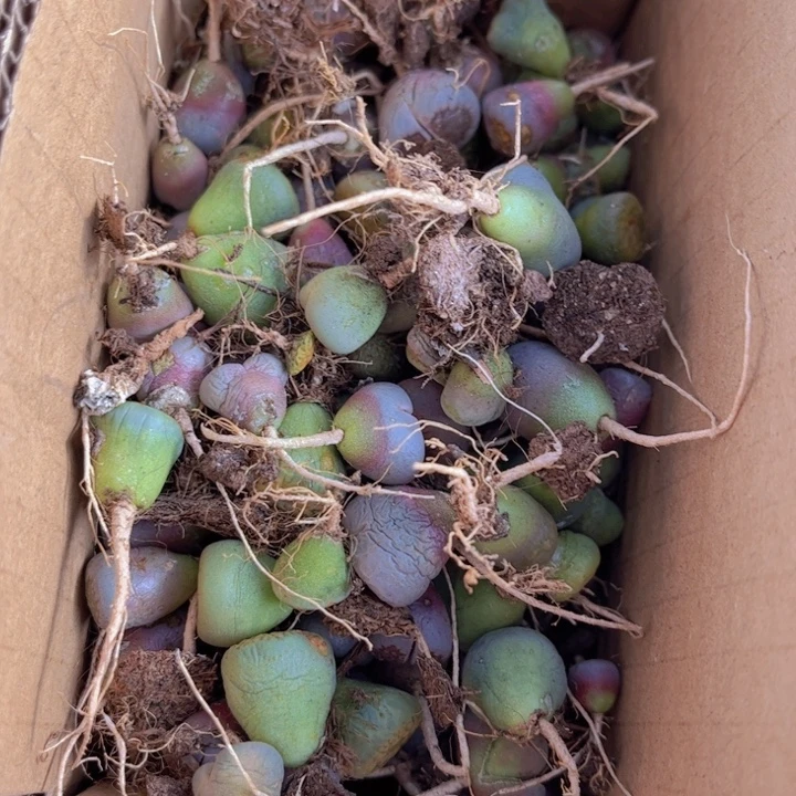 一箱高混88888888888888