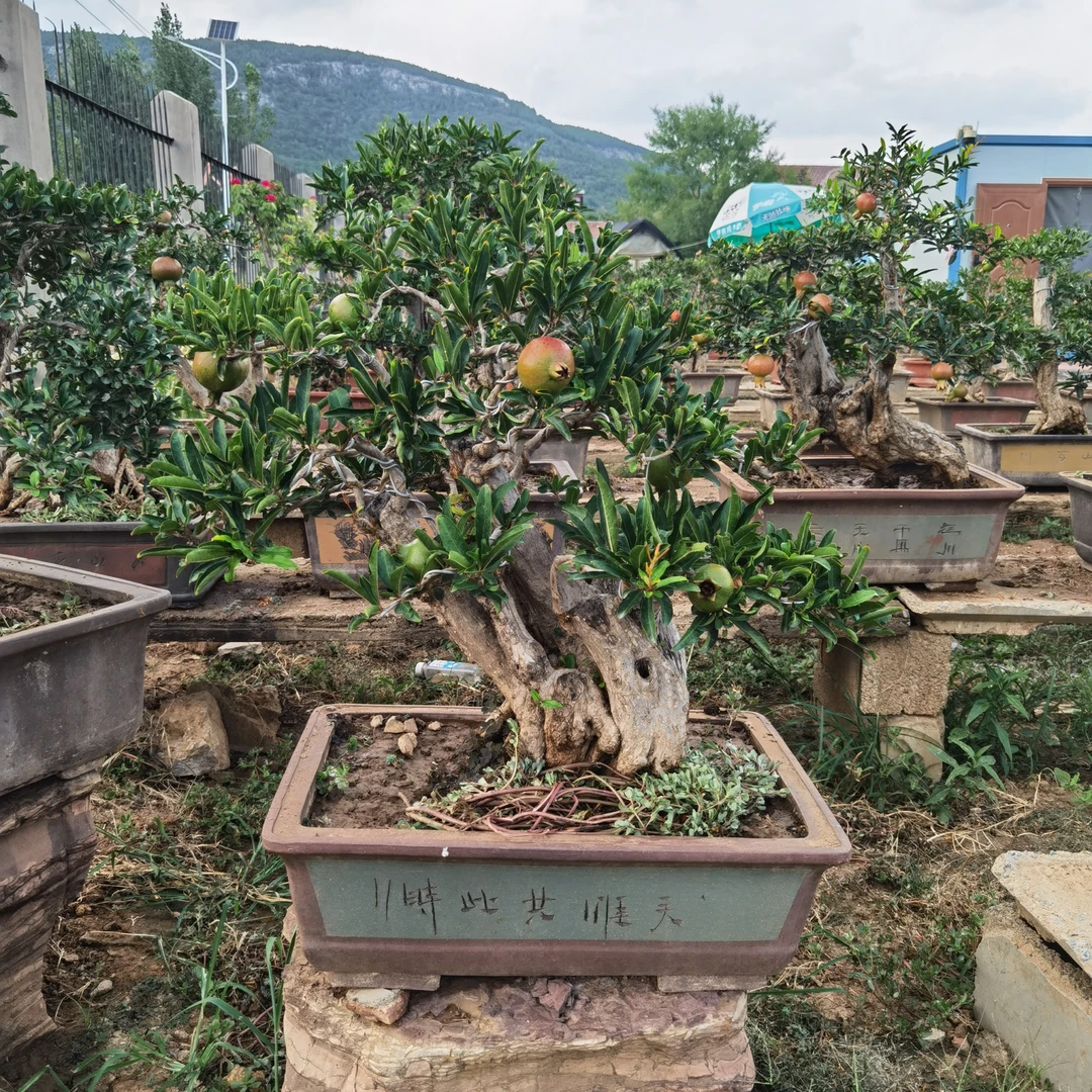 大红袍石榴盆栽景观开花挂果精品庭院首选