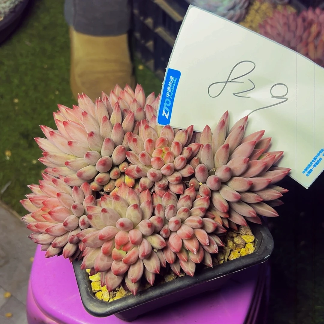 Y***N829号一物一拍脱土包邮