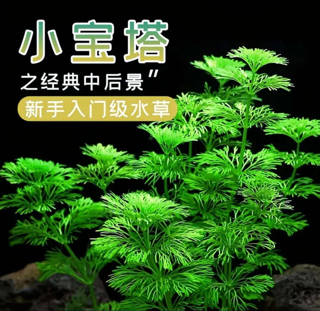 小宝塔水草淡水阴性植物增氧净化水质适合新手水培植物鱼缸造景