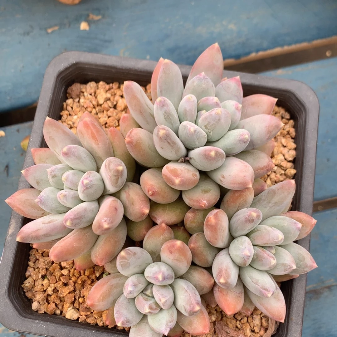 星空美人老桩无砍一物一拍