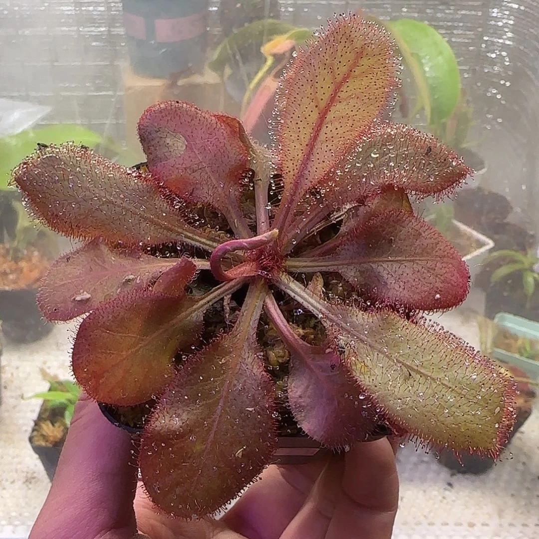 e***m无花朵专拍仙女座