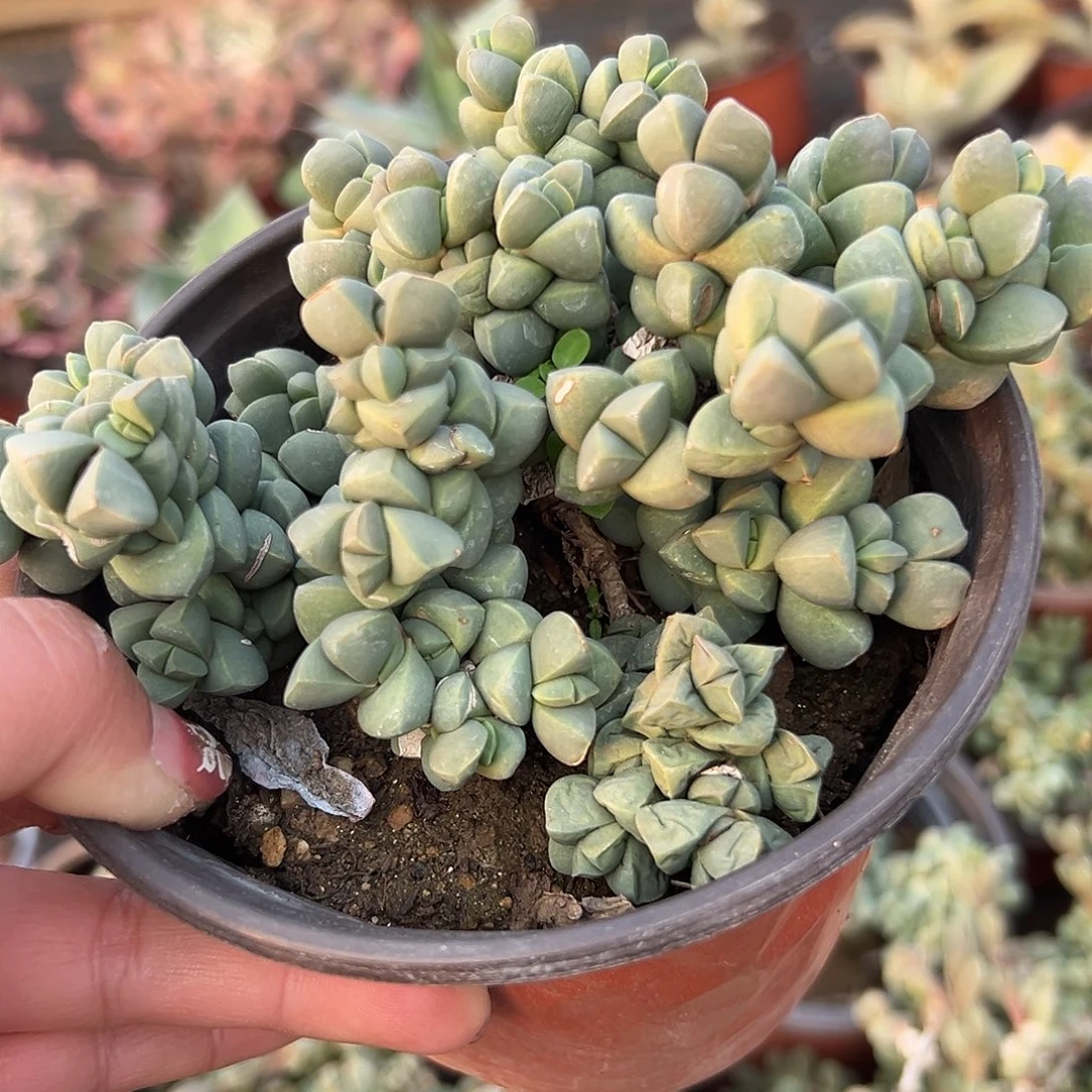 多肉植物鹿角海棠