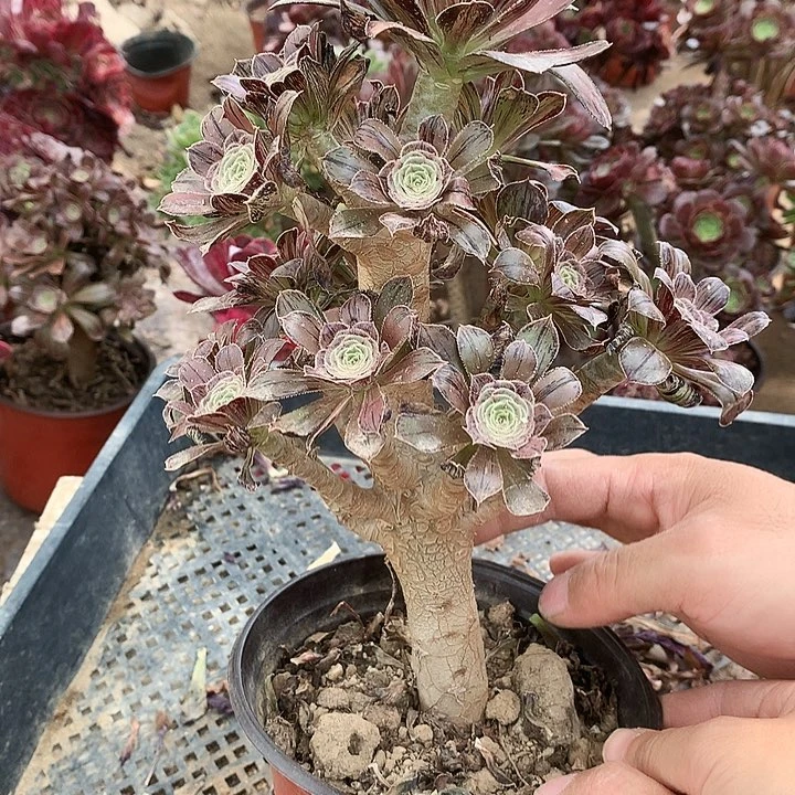 719拉丝锦多肉植物