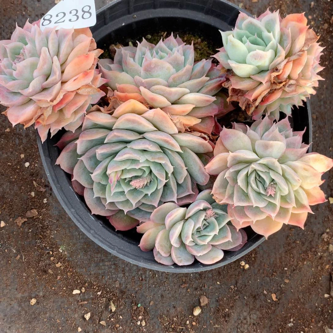 8238杂交多肉老桩