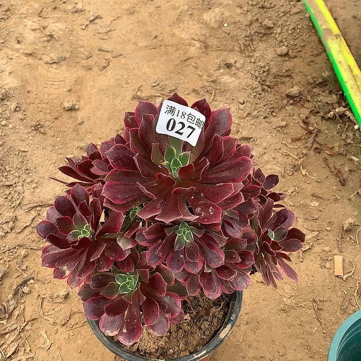 027金丝雀手捧2号